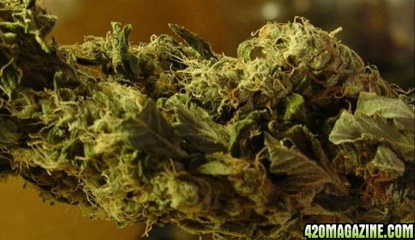 Sour Diesel closeup