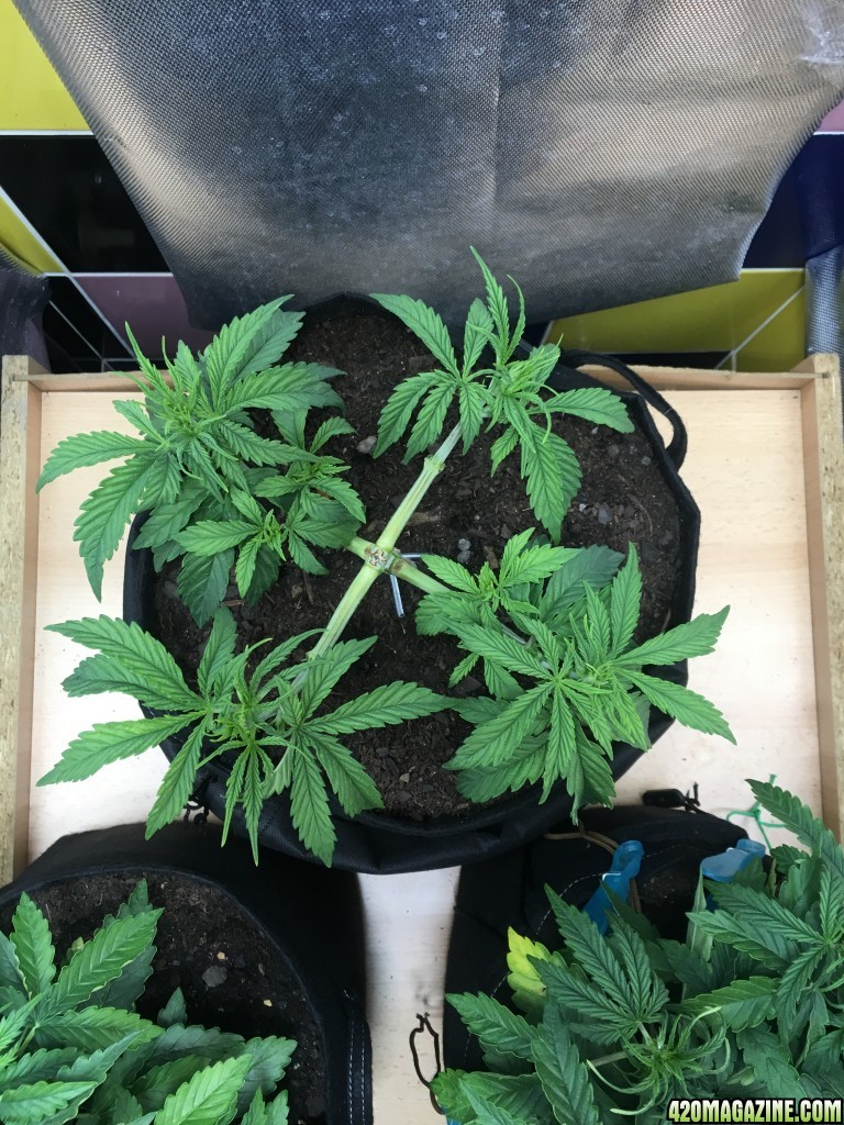 Sour Diesel day 23