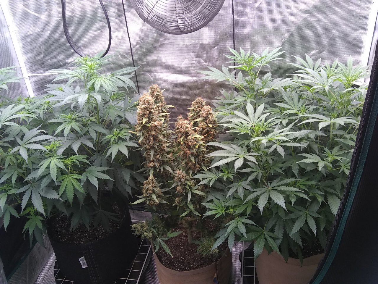 Sour Diesel (I) Blueberry Auto (m) Super Skunk (r)