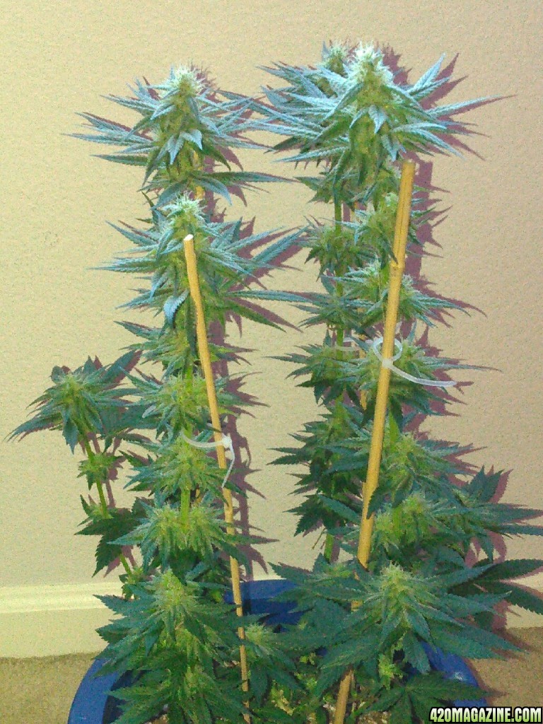 Sour Diesel in flower