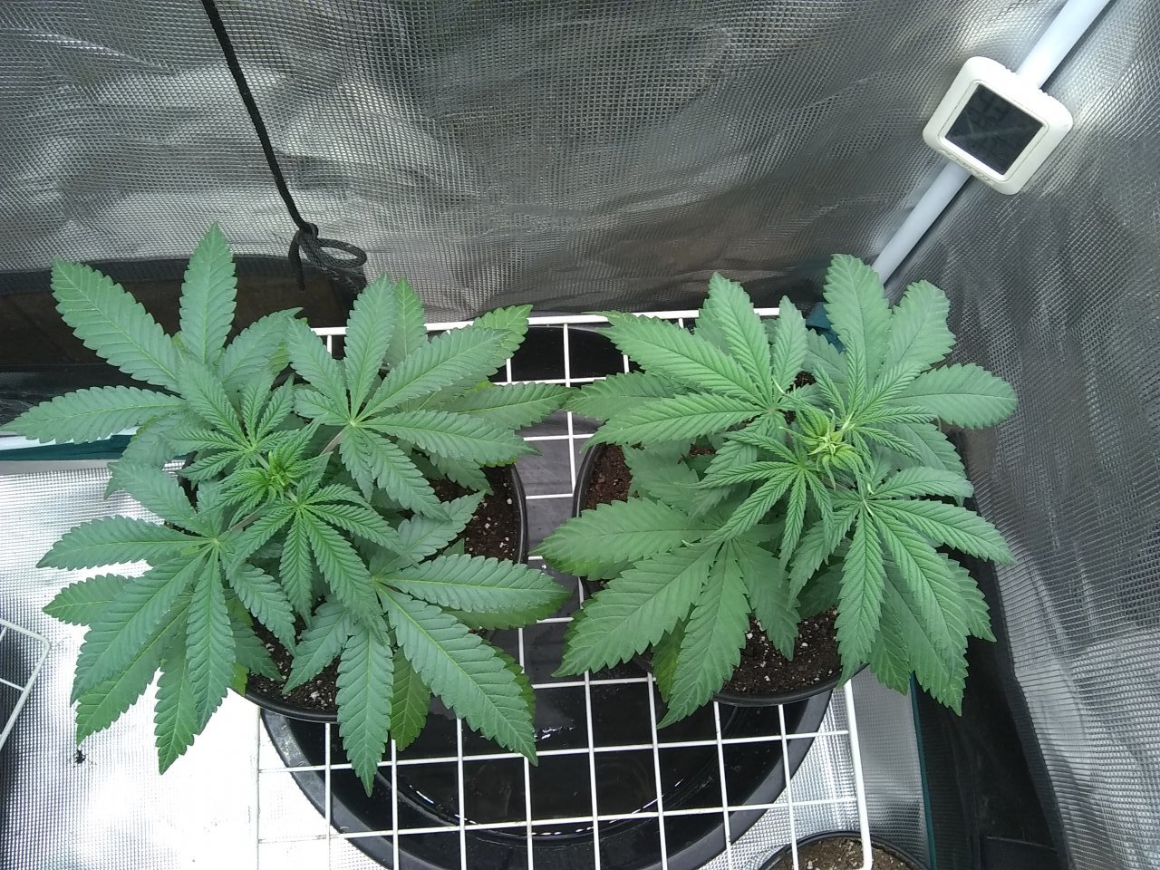 Sour Diesel (l) Super Skunk (r)