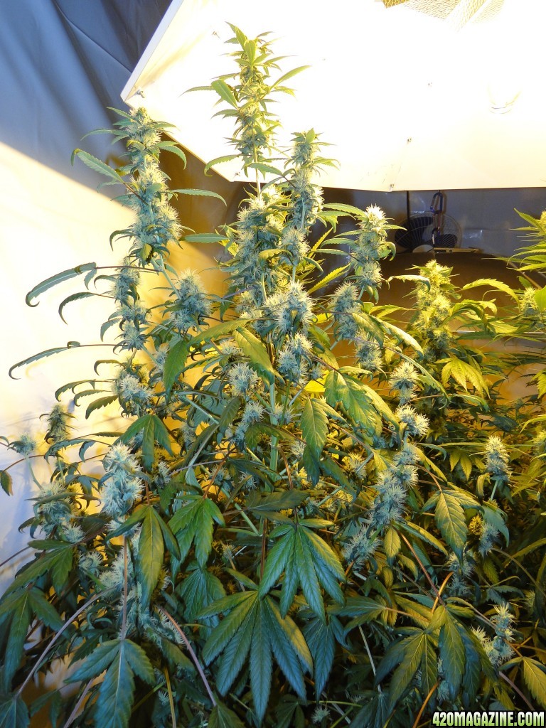 Sour Diesel x OG Kush x Hindu Kush-Day 31 of Flowering