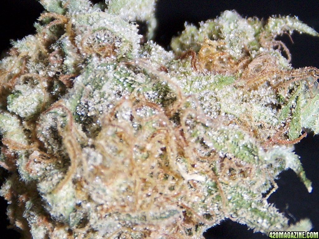 Sour Diesel  x Trainwreck