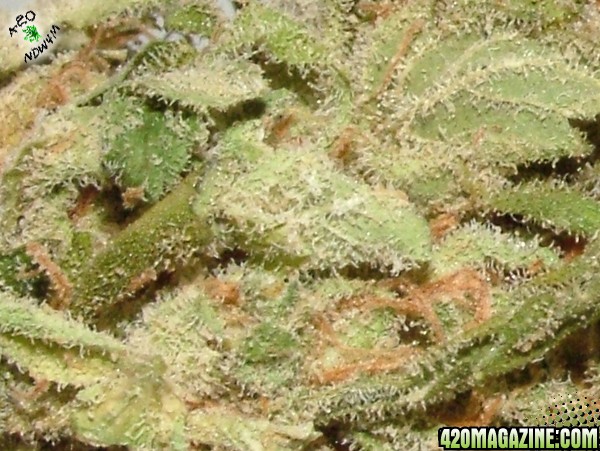 Sour Diesel