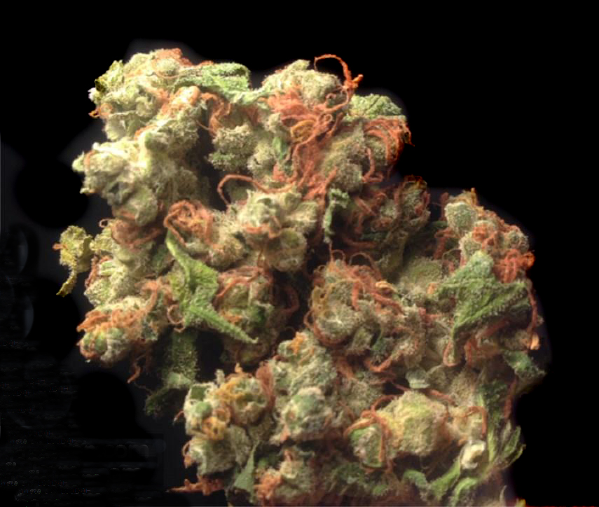 sour-diesel__primary_c06e.jpg