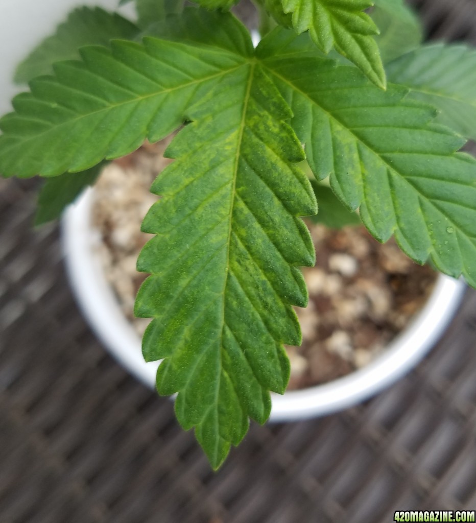 Sour G day 27 leaf issue