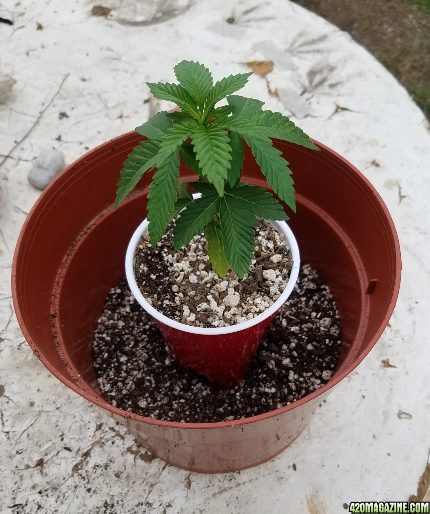 Sour G day 28 transplant