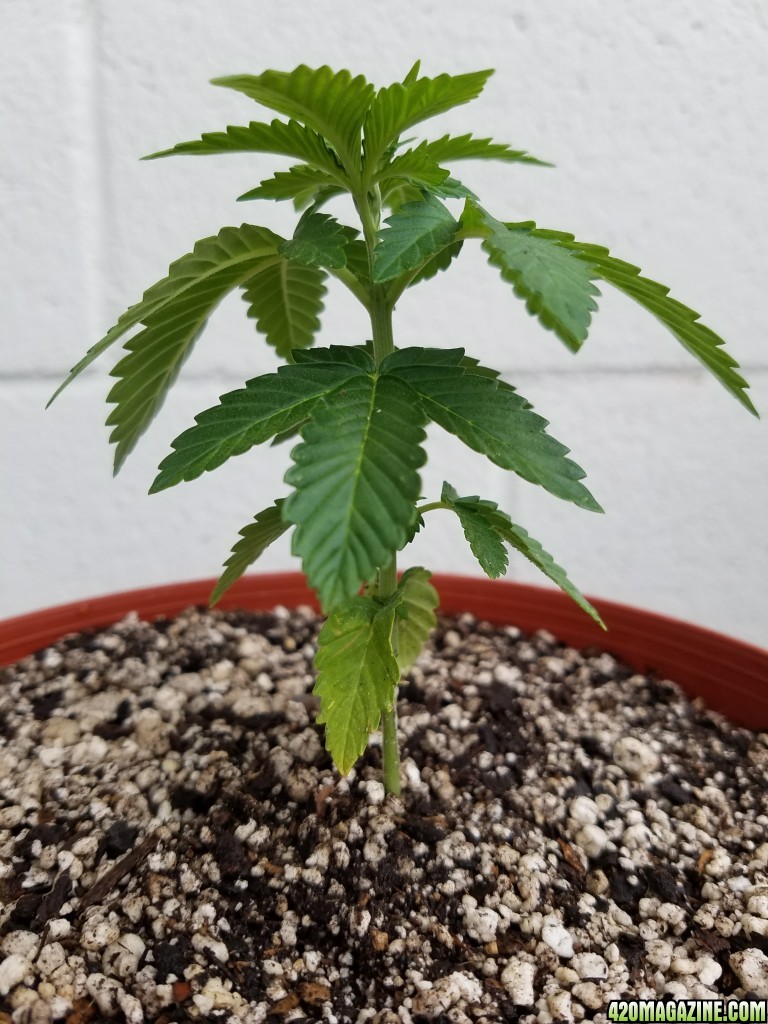 Sour G day 28 transplant