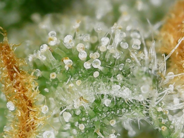 Sour G trichs 11-10-23 F56 (1).jpg