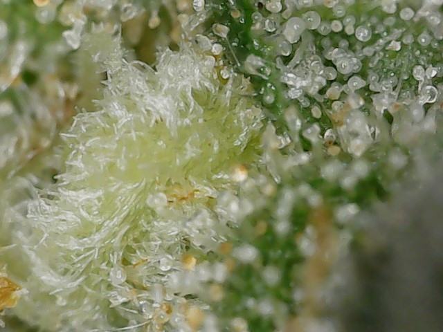 Sour G trichs 11-10-23 F56 (2).jpg