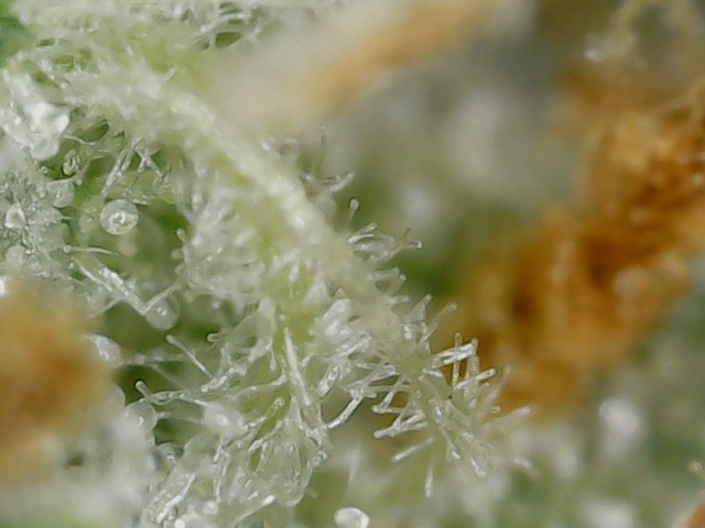 Sour G trichs 11-10-23 F56 (5).jpg