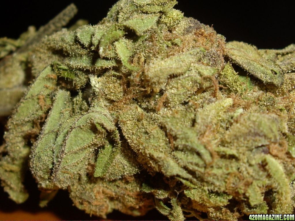 Sour Grape