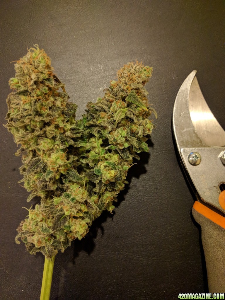 Sour Jack harvest