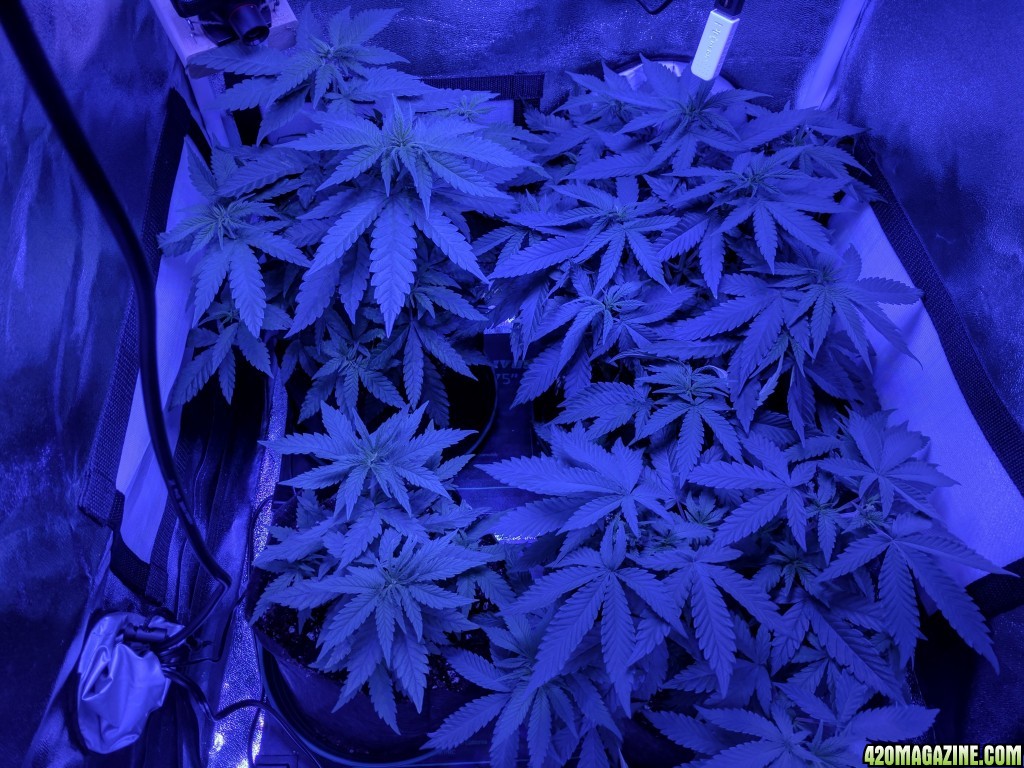 Sour Jack in veg; day 56