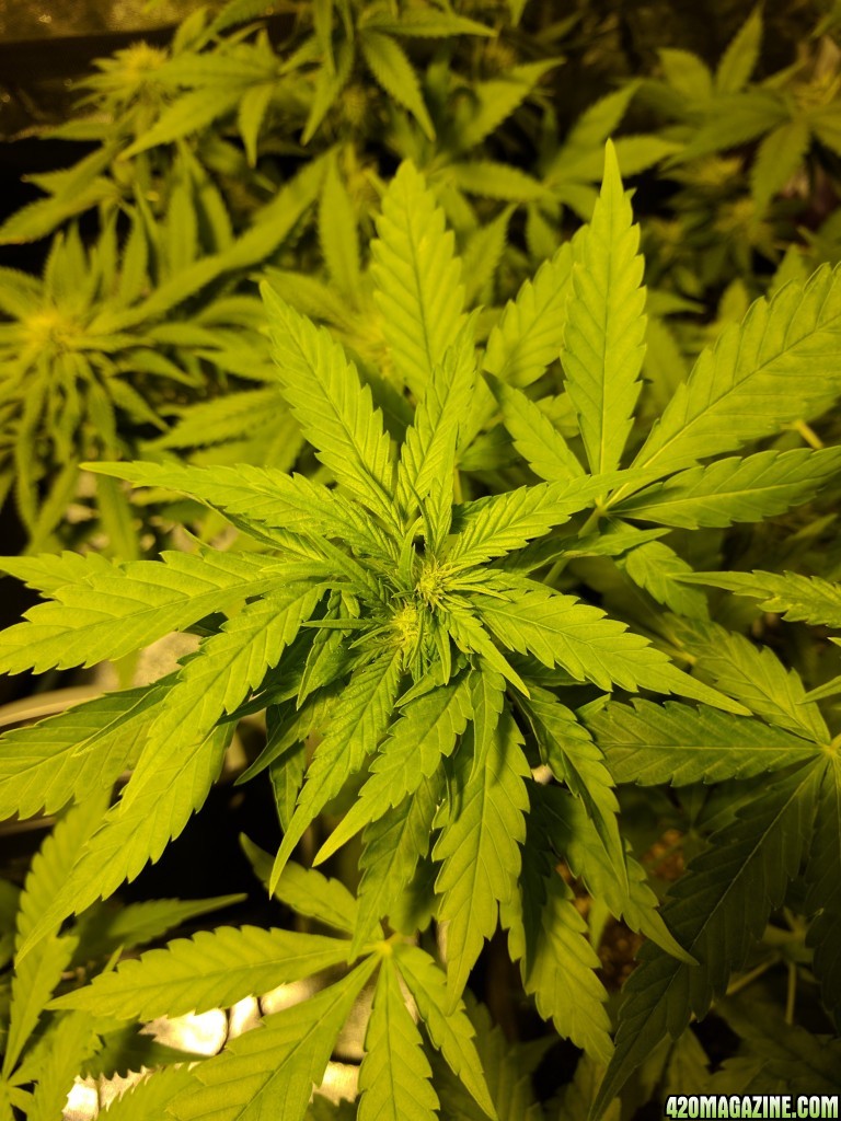 Sour Jack Polyploid?