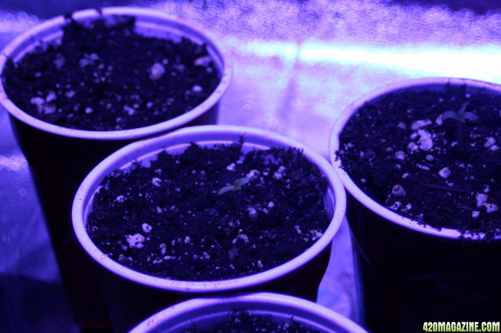 Sour Jack seedlings (CKS)