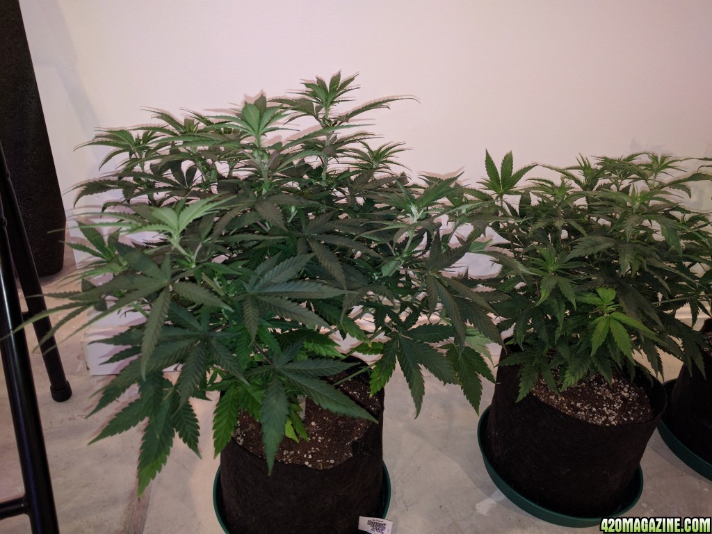 Sour Jack vegging - 80 days