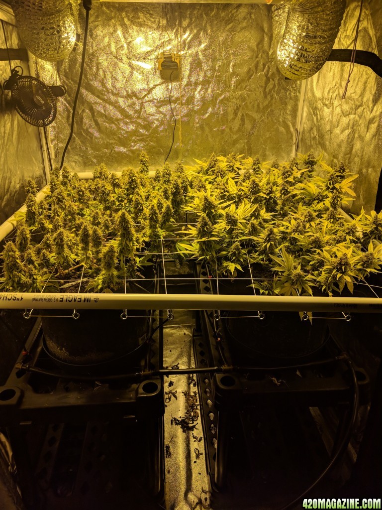 Sour Jack - week 8