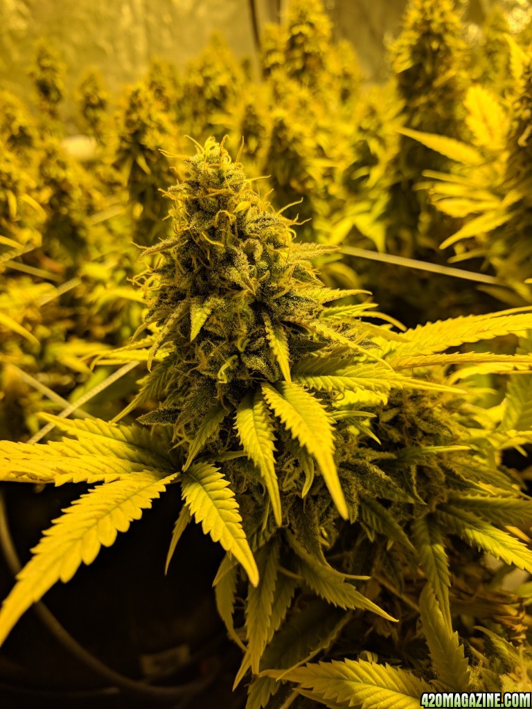 Sour Jack - week 8