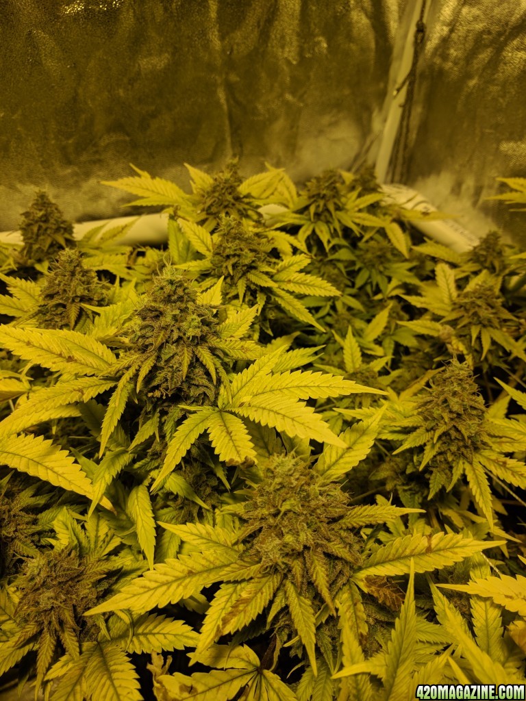 Sour Jack - week 8