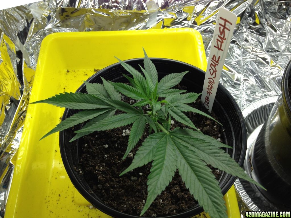 Sour Kush Clone