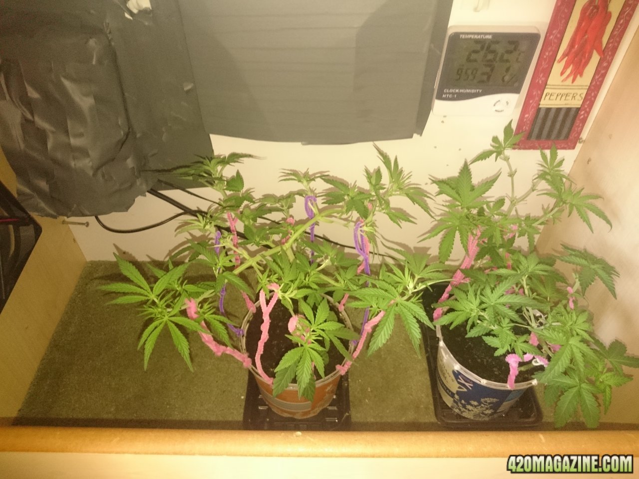 Sour OG and Blueberry lst'd and trimmed