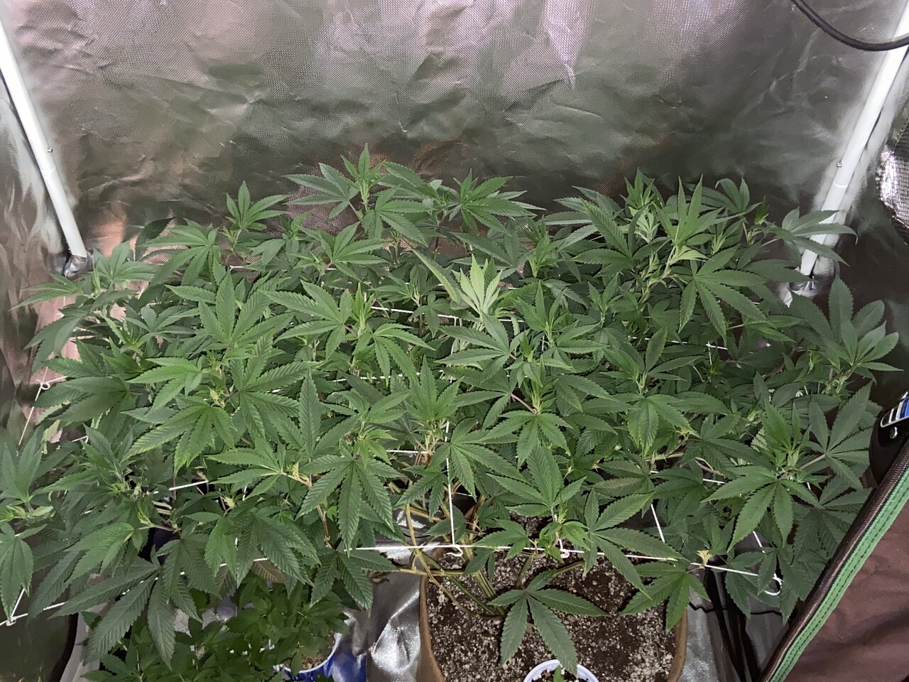 Sour scrog