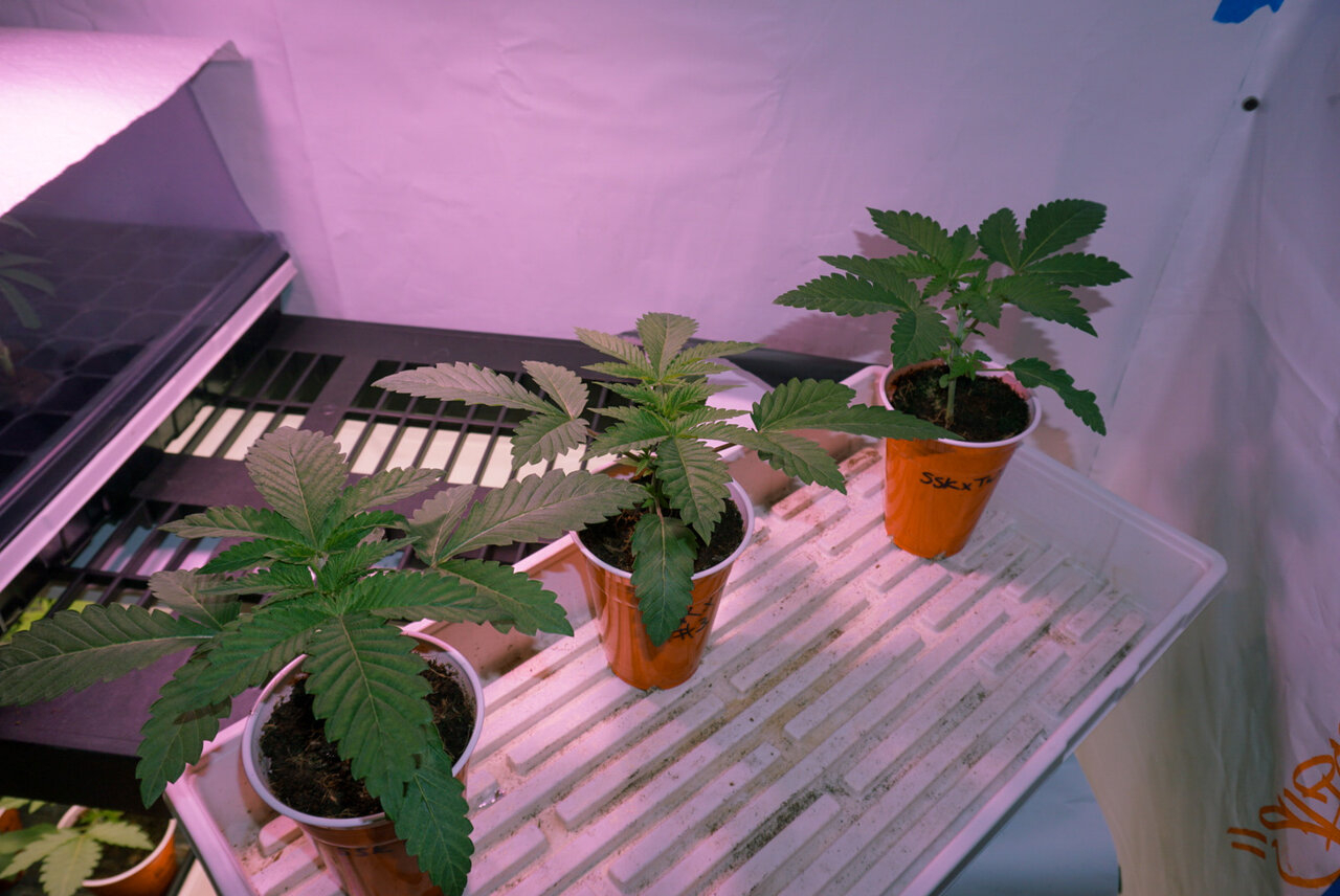 Sour strawberry kush x trophy wife seedlings