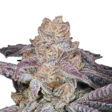 Sour-Zkittlez-seeds-cannabis-marihuana-growerschoice.jpg