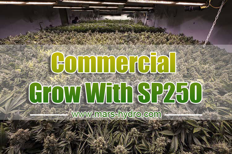 SP 250 using in commercial growing