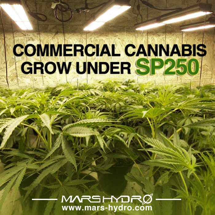 SP250 commercial grow