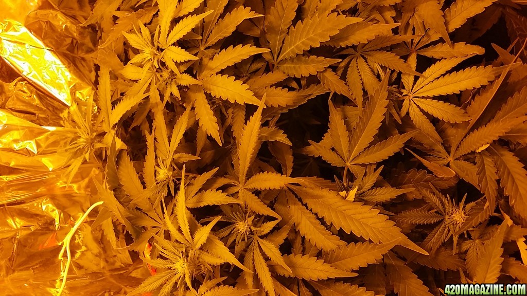 space candy week 3 flower