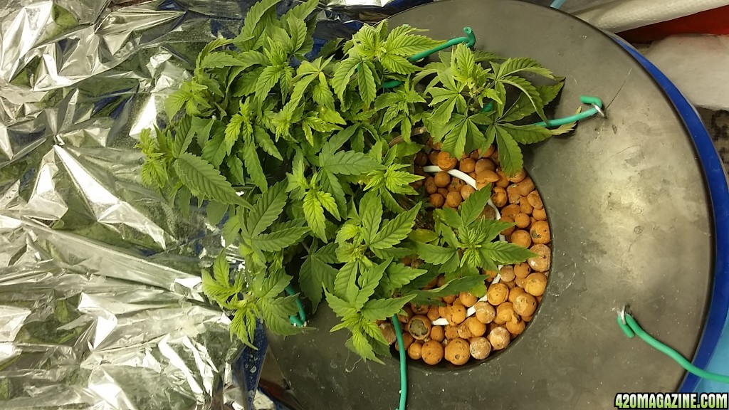 space candy week 3 veg