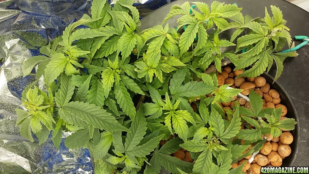 space candy week 3 veg