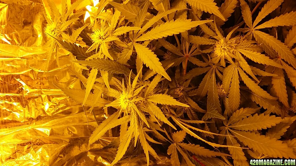 space candy week 4 flower