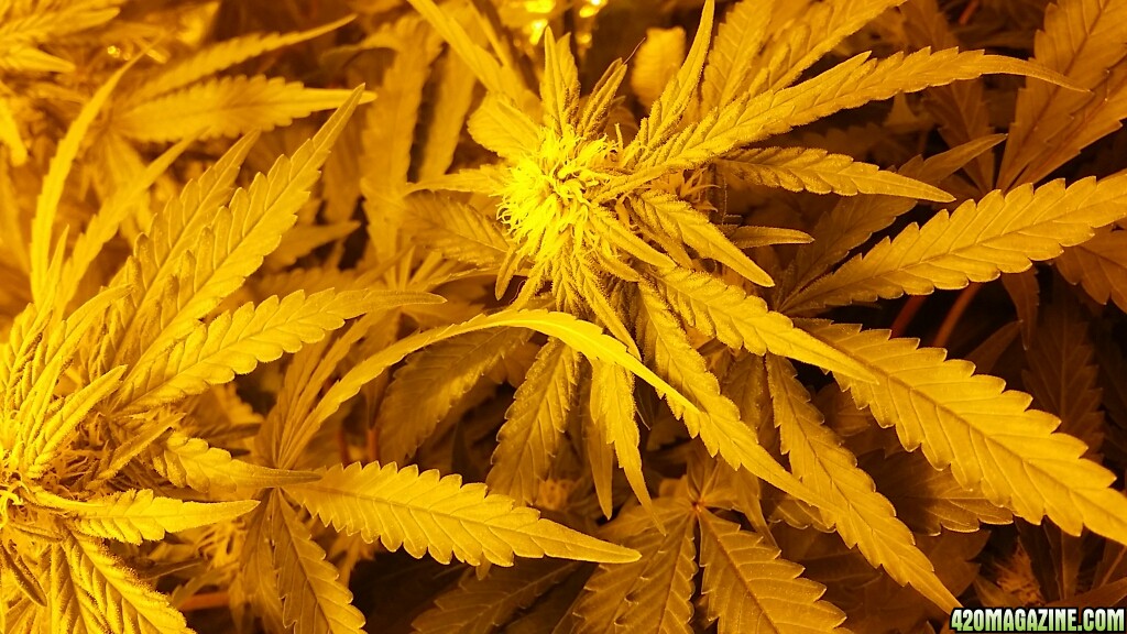 space candy week 4 flower