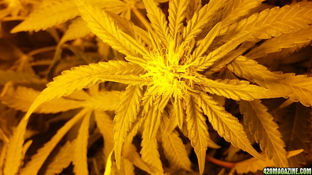 space candy week 4 flower