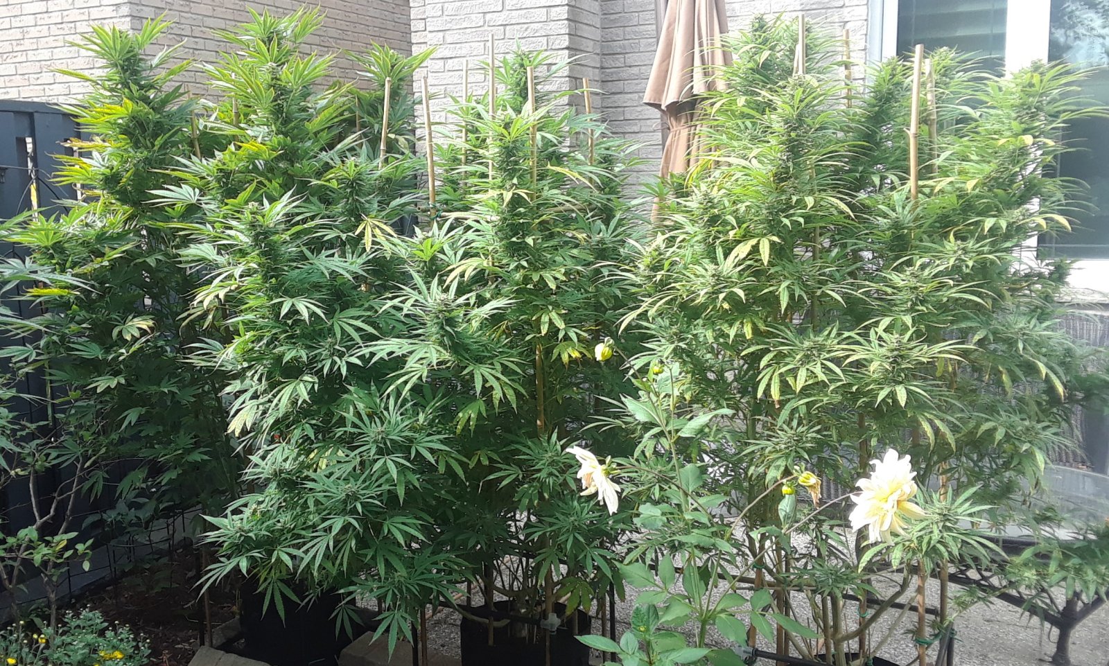 Space Grow 01 October 2022.jpg