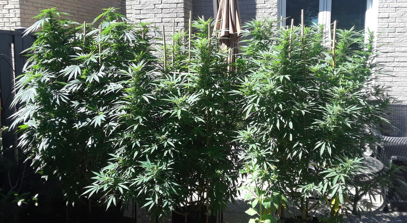 Space Grow 01 September 2022.jpg