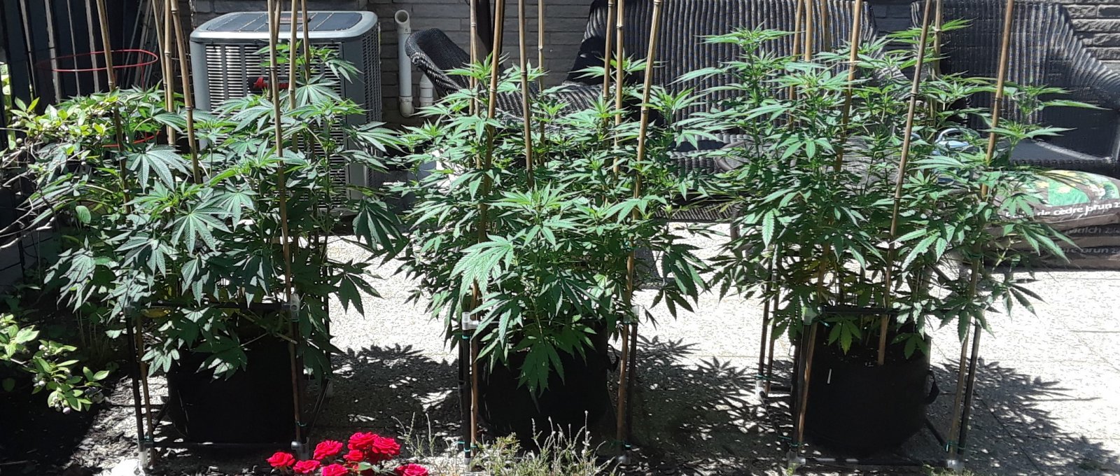 Space Grow 02 July 2022.jpg