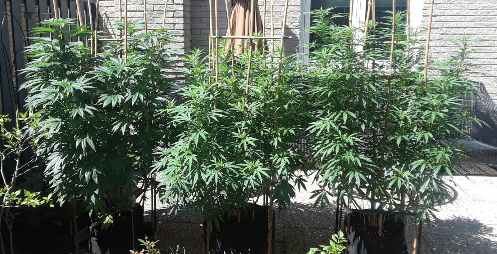 Space Grow 02 July 2022 .jpg