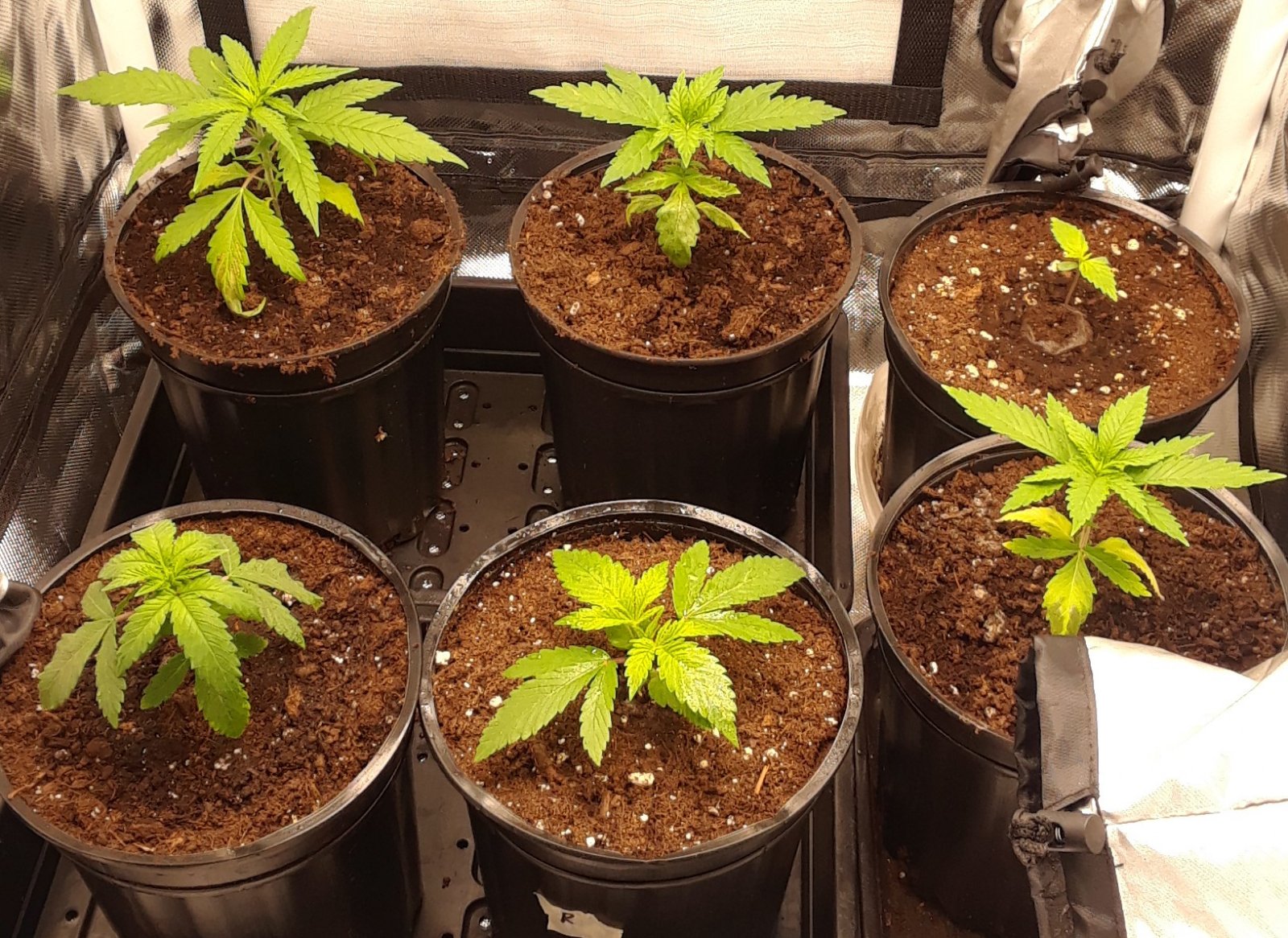 Space Grow 02 May 2022.jpg