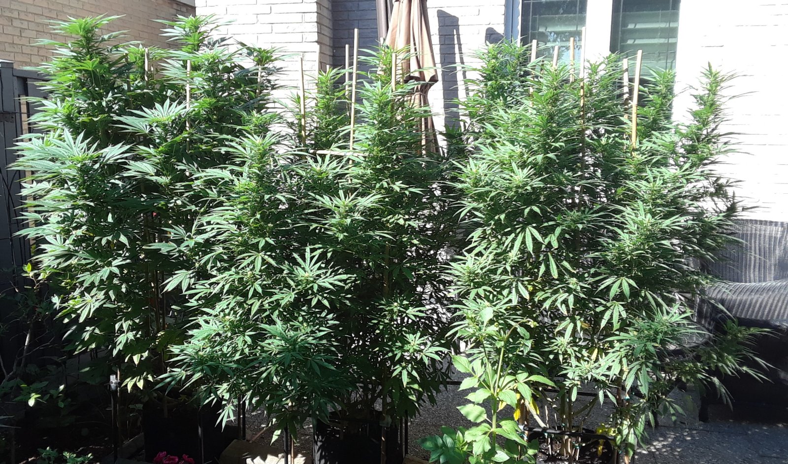 Space Grow 03 September 2022.jpg