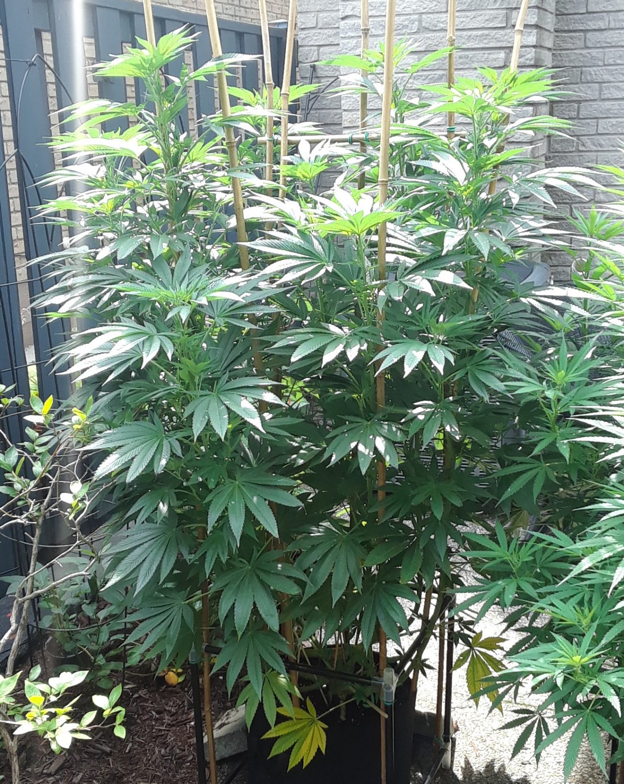 Space Grow 04 July 2022 Donatra.jpg