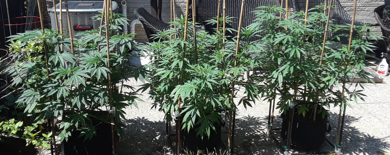 Space Grow 04 July 2022 .jpg