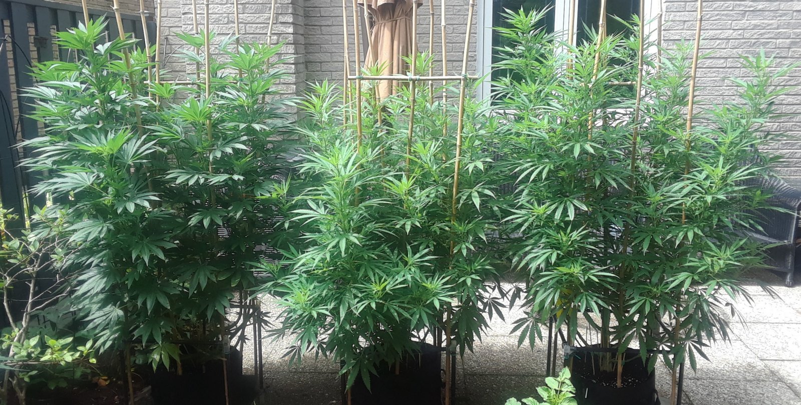 Space Grow 05 July 2022.jpg