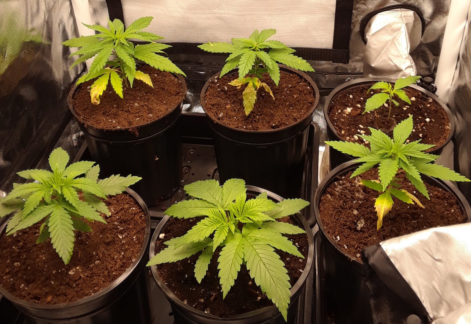 Space Grow 05 May 2020.jpg