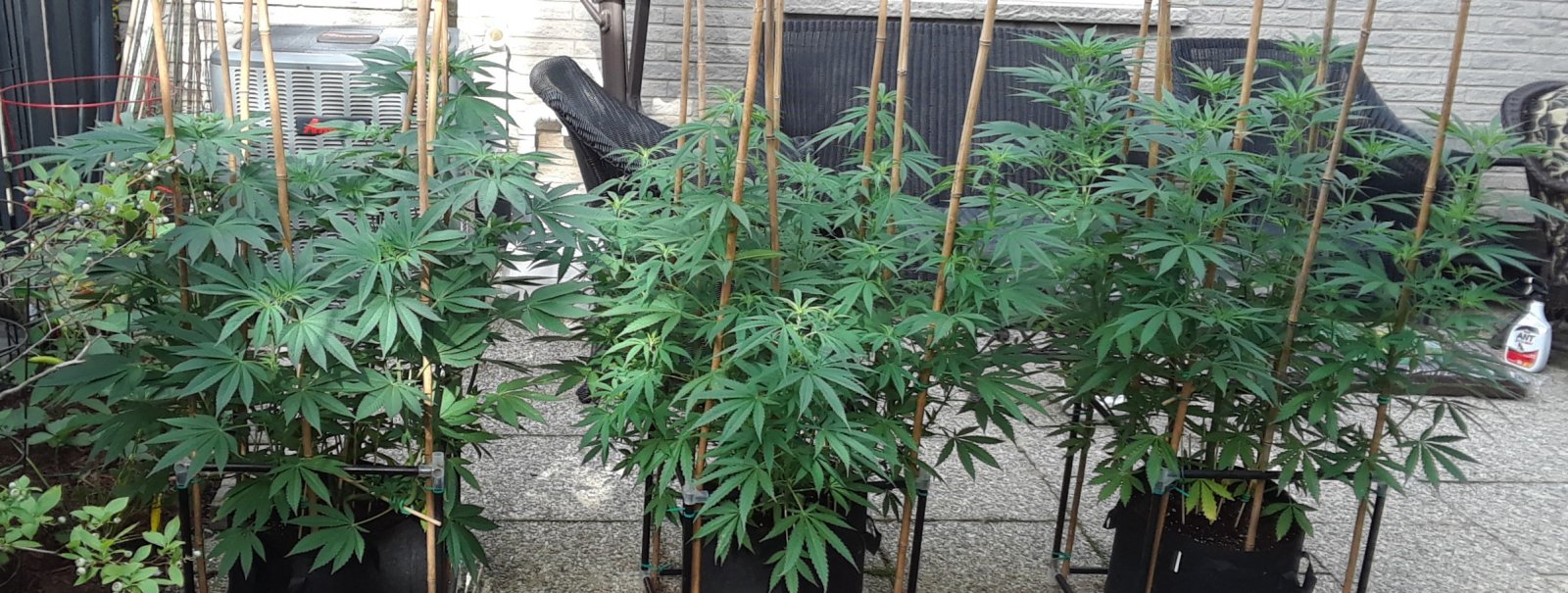 Space Grow 06 July 2022.jpg