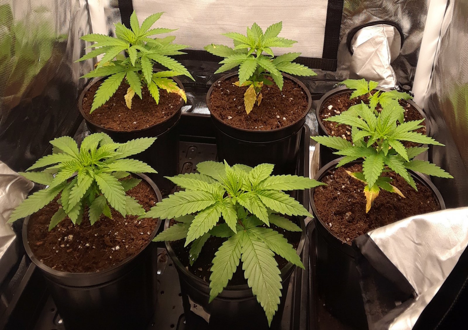 Space Grow 07 May 2022.jpg