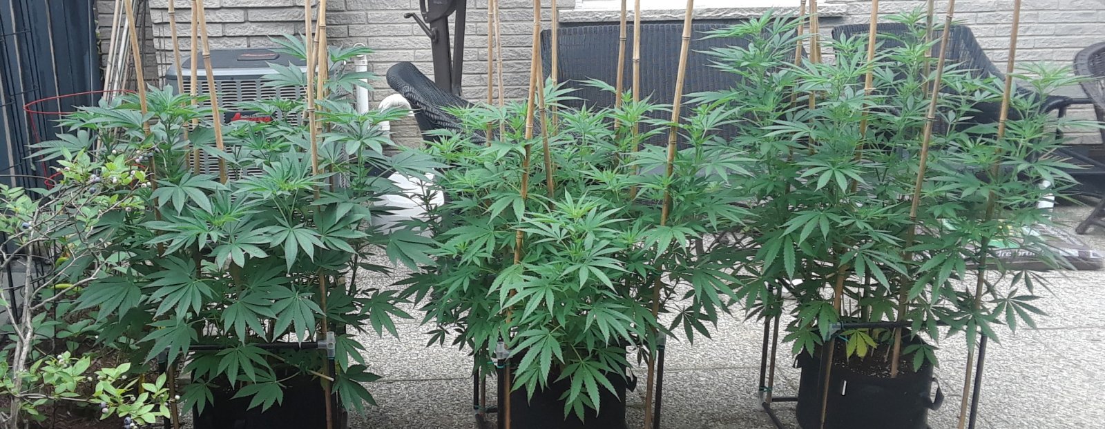 Space Grow 08 July 2022 .jpg